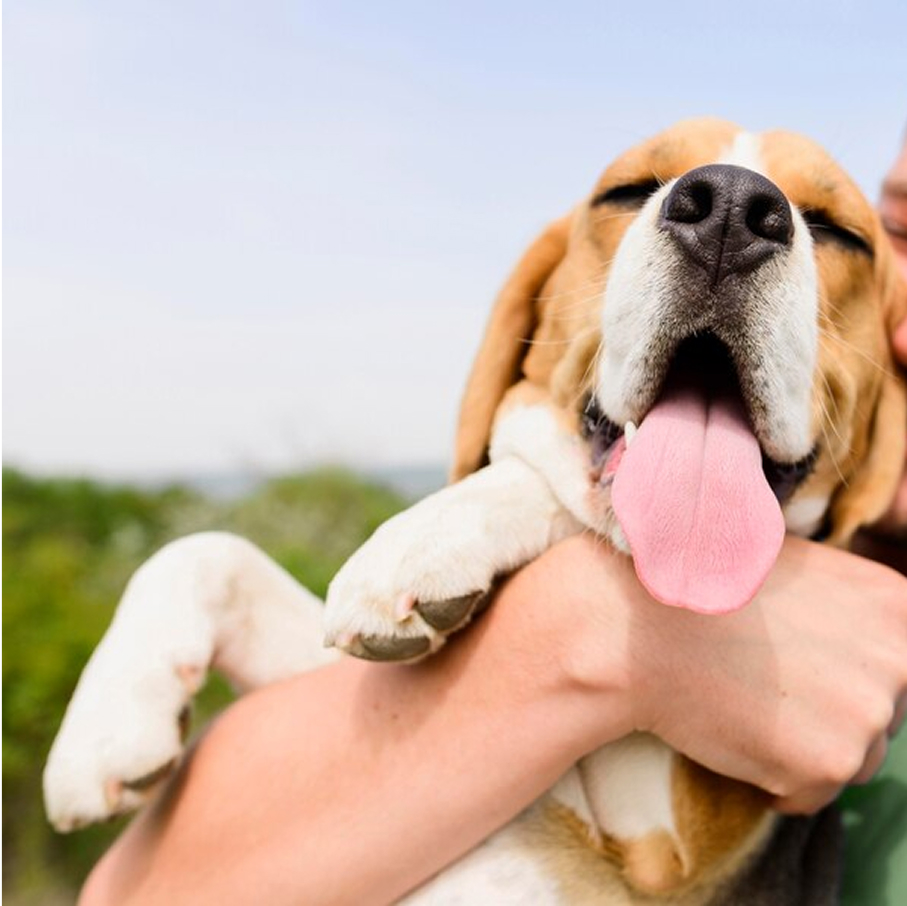 View Fresh Breath,
Happy Pet: Time for
a Dental Cleaning