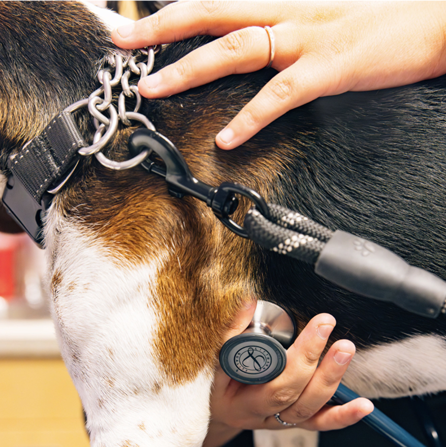 View on-site veterinary
services