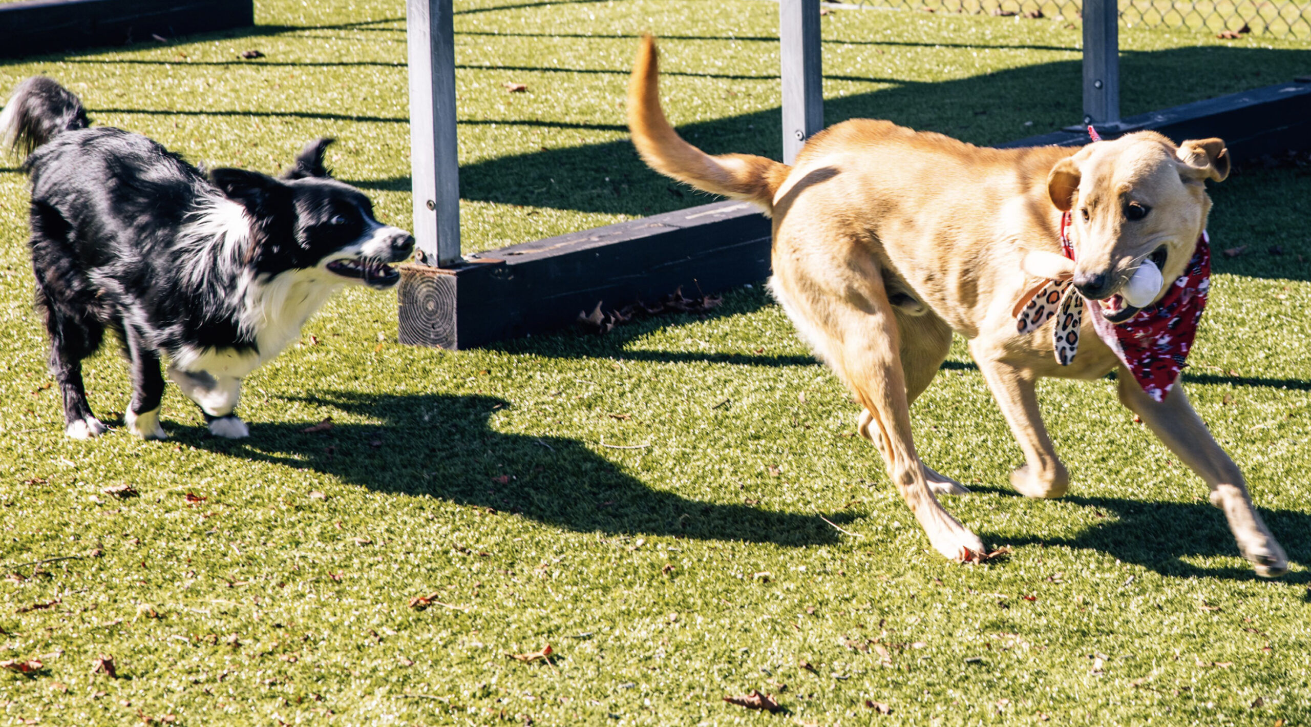 This image depicts two dogs running and playing outside