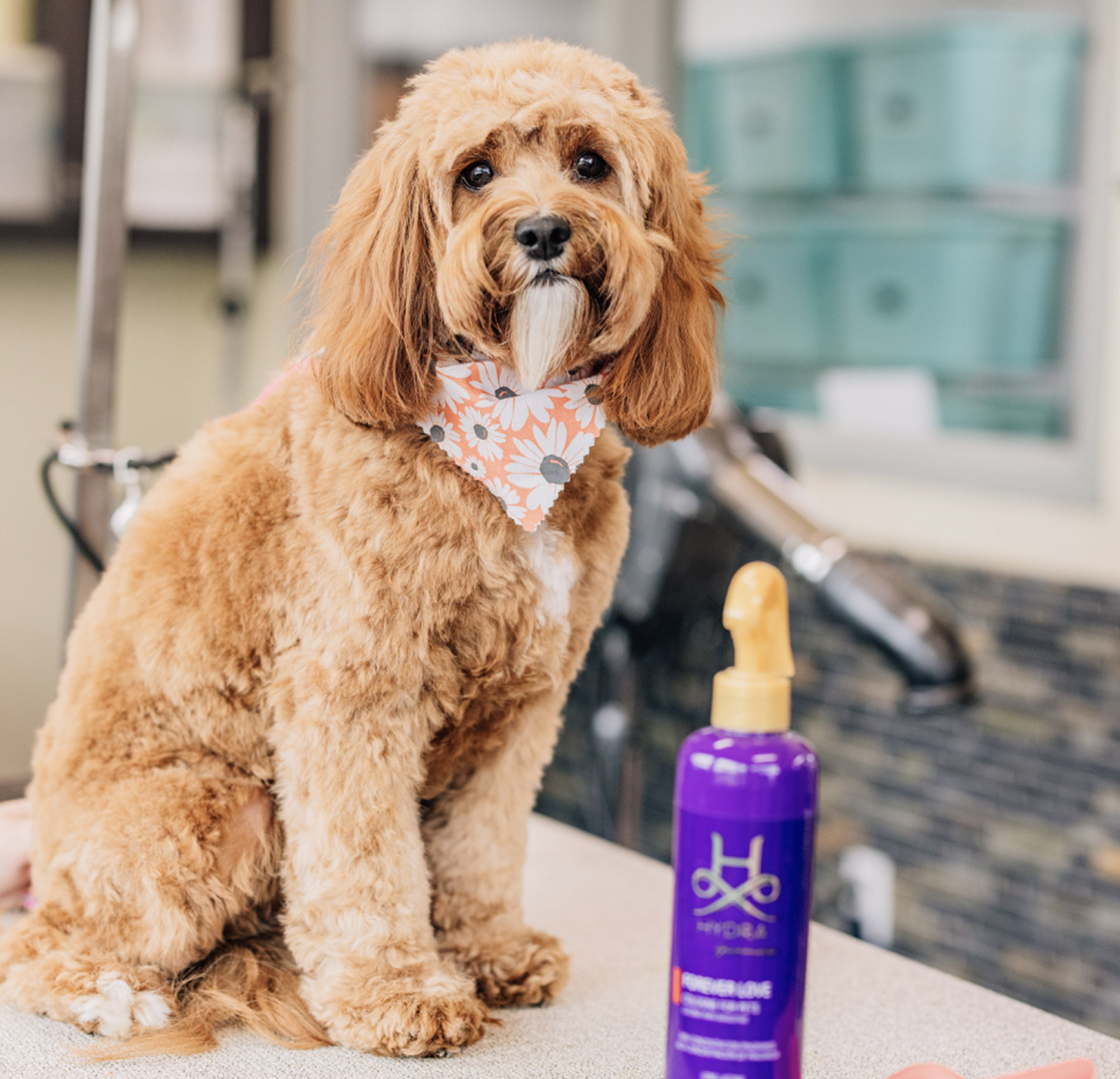 This image shows a brown fluffy dog with a bandana and a purple spray bottle