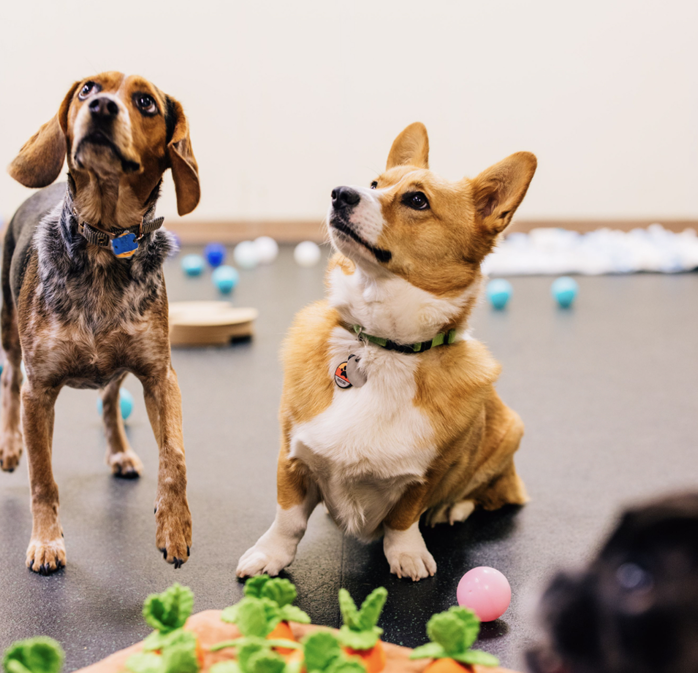 This image depicts two dogs, one being a Corgi, looking to the left with toys on the ground.