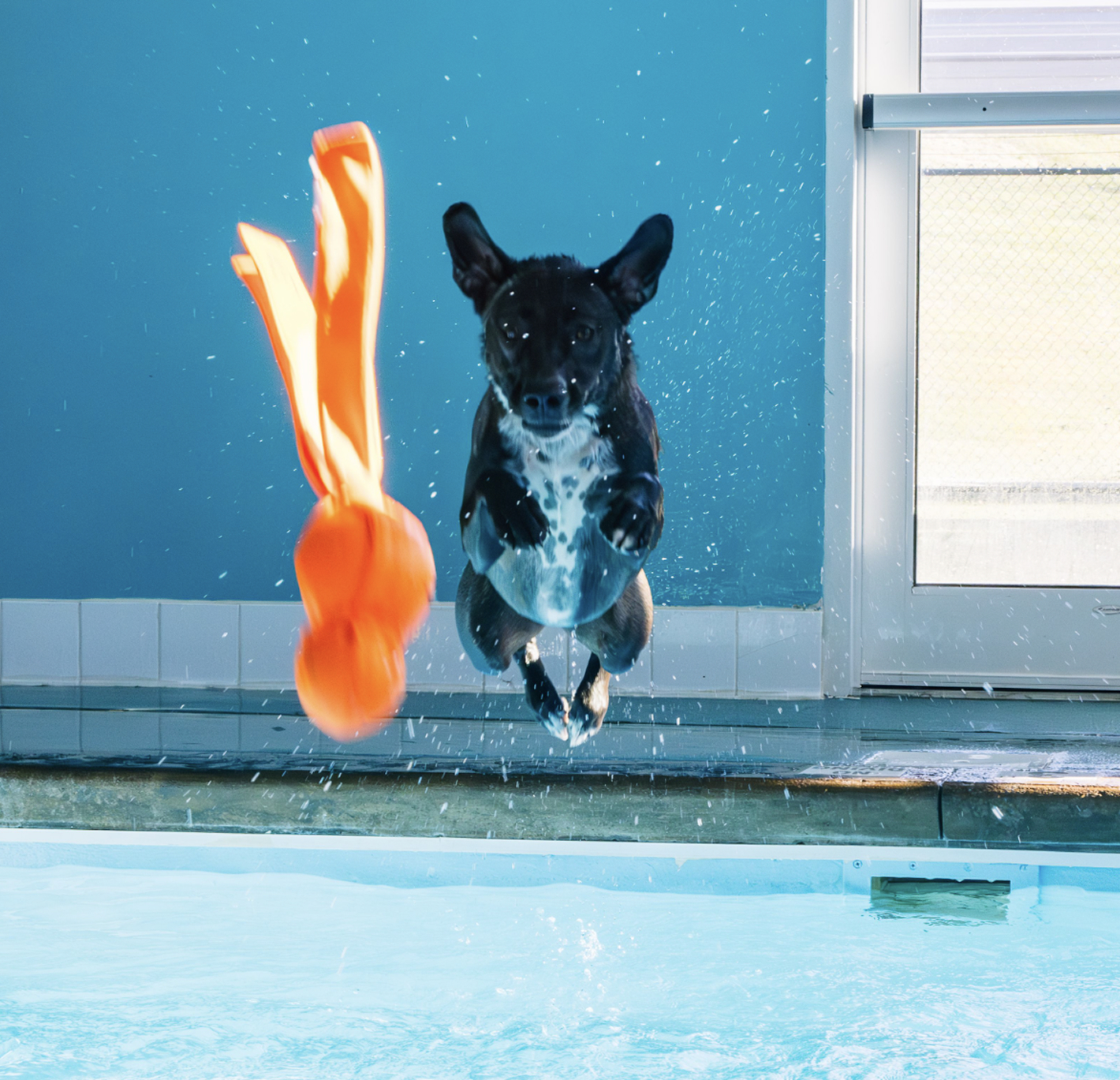 this image depicts a black dog with an orange toy jumping into a pool