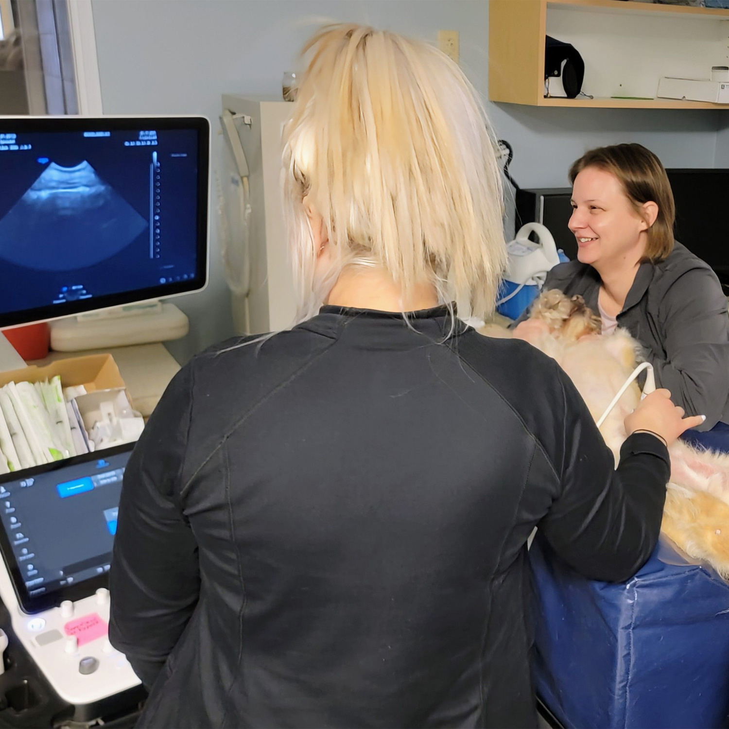 This image depicts two vets and a fluffy animal all looking at an ultrasound screen in a treatment room.