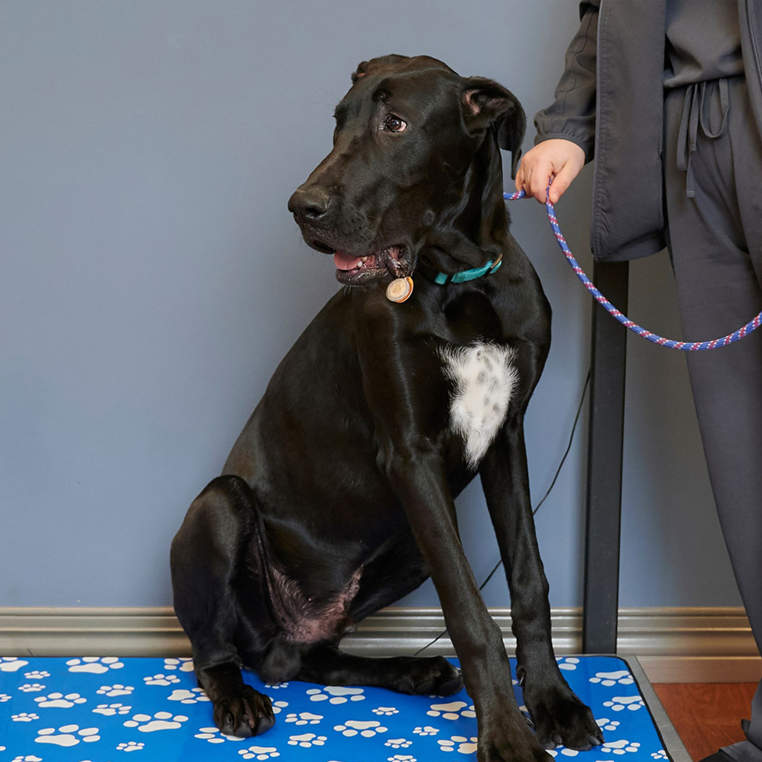 This image depicts a black dog on a leash being weighed by a vet.