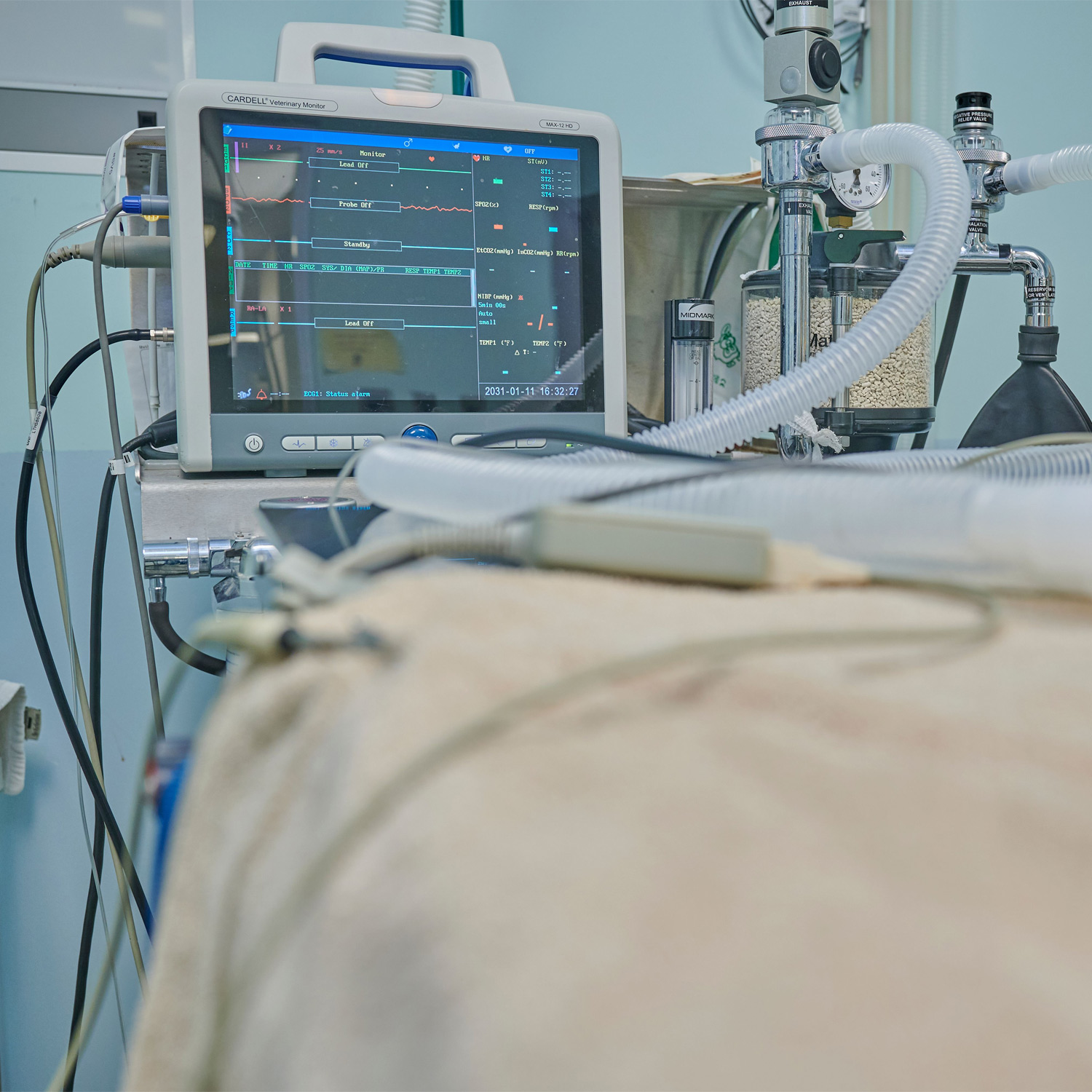 This image depicts a medical monitoring device for animals.