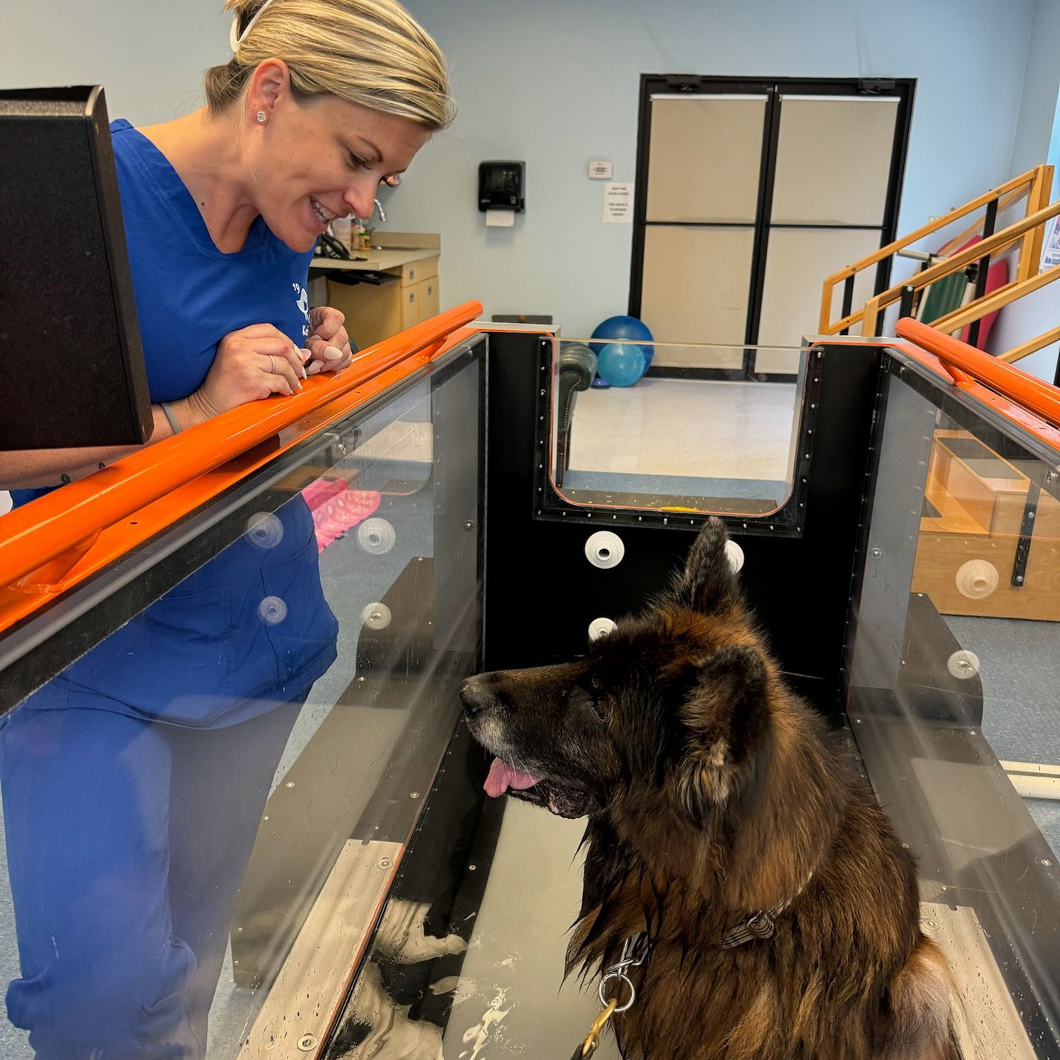 This image depicts a vet looking at a dog inside a treatment chamber.
