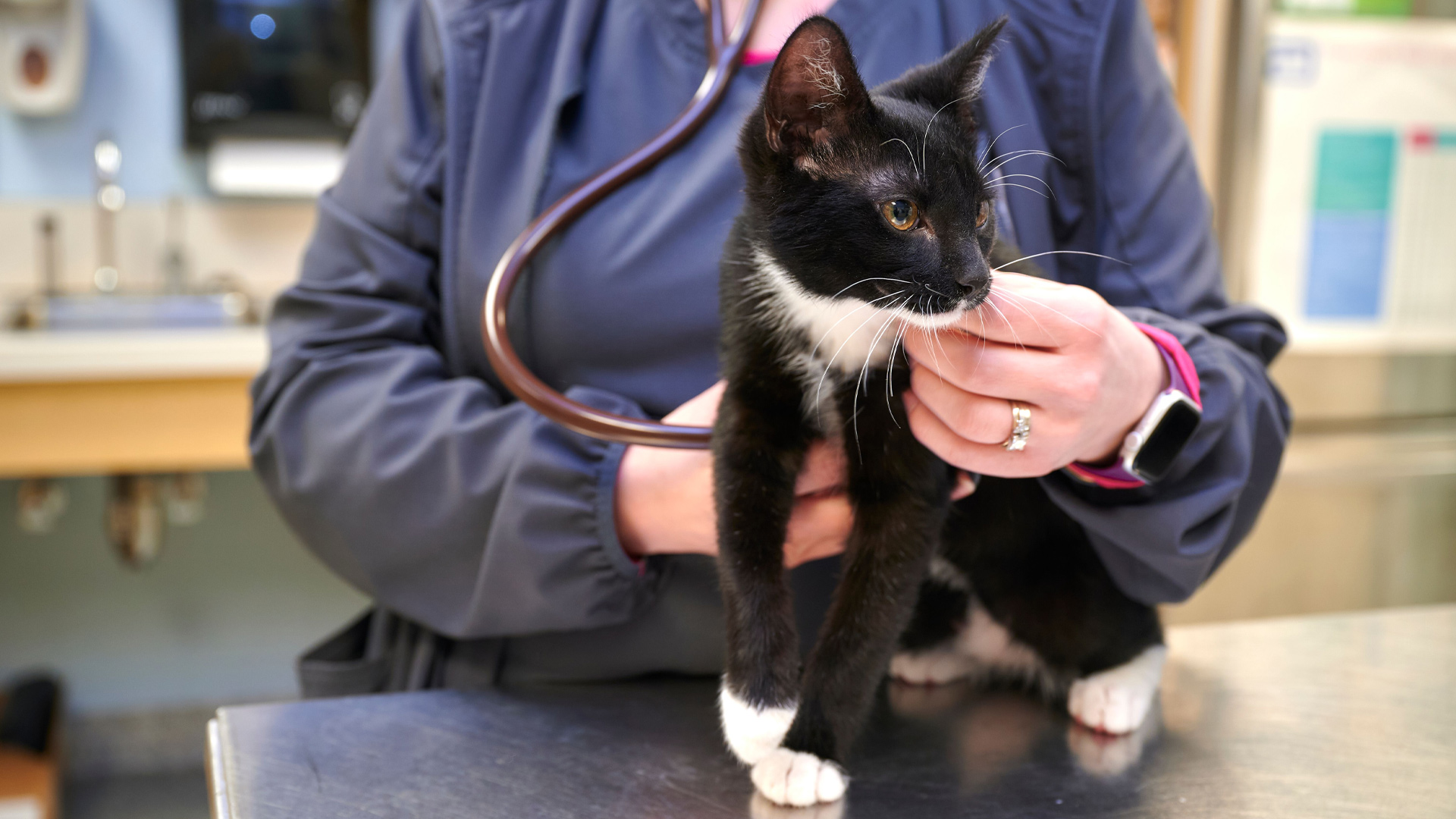 This image depicts a vet listening to a cats lungs with a stethoscope.